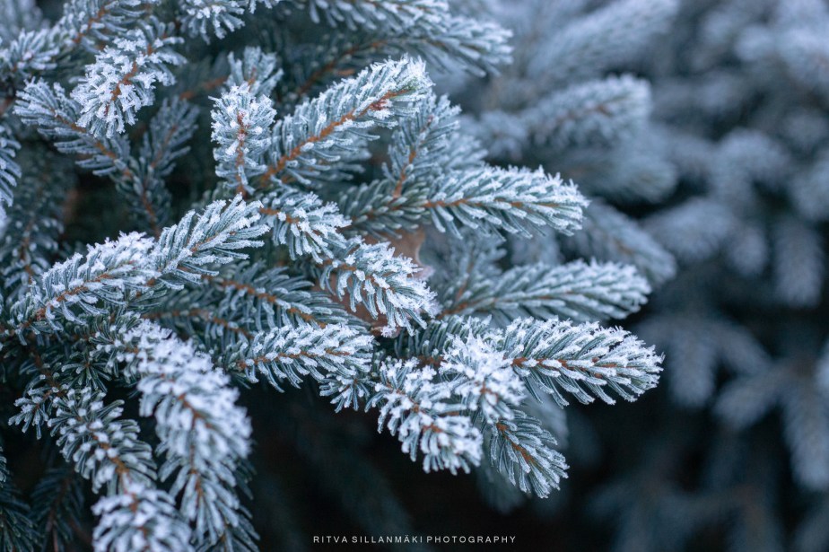 Frosty Coniferous Branches