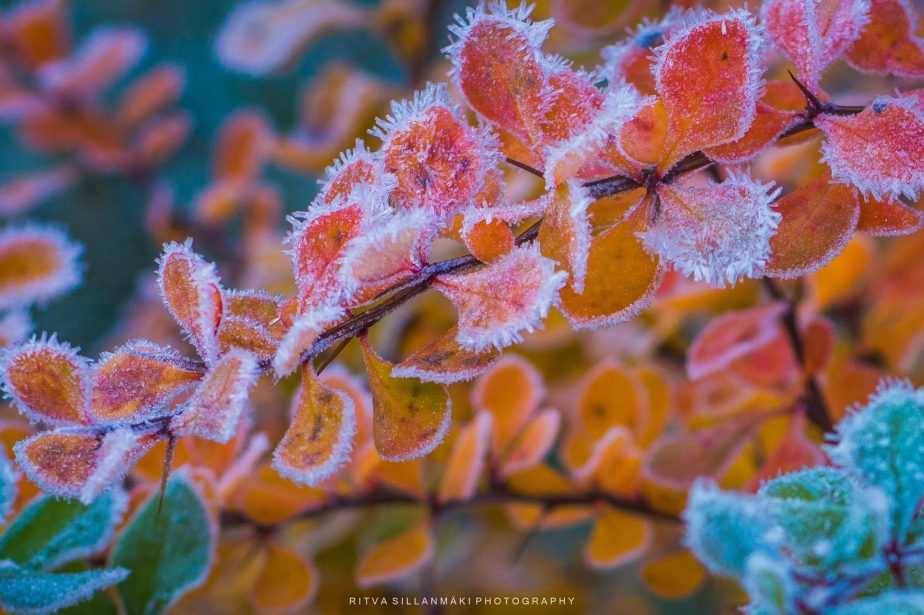 Winter’s First Bite,  The Beauty of Frosted&nbsp;Leaves