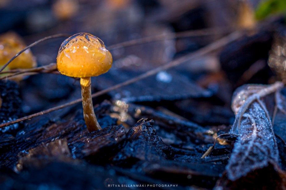 Lens-Artists Challenge #324: In the&nbsp;Details