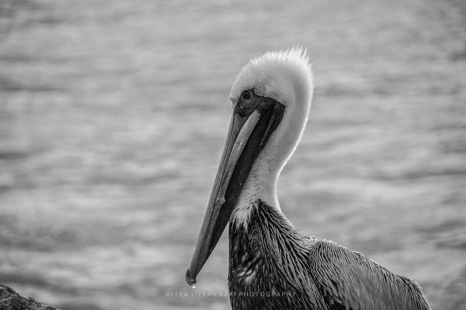 Monochrome Madness –&nbsp;Pelicans