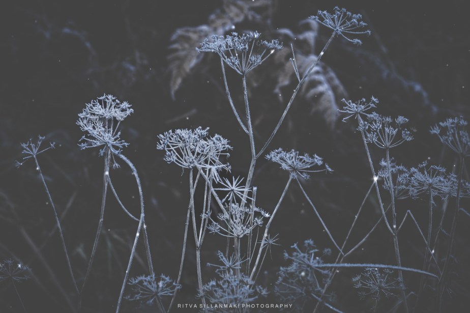 Monochrome Madness –&nbsp;frosted