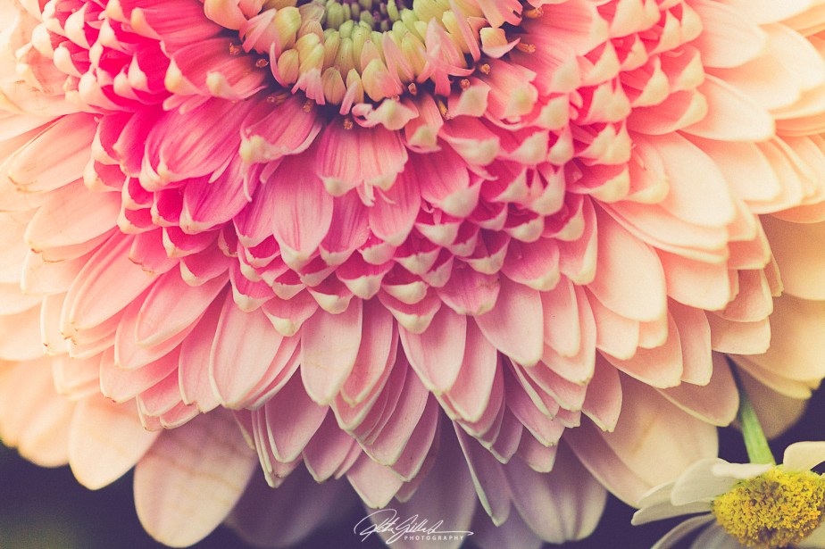 FOTD – chrysanthemums –&nbsp;MUMS