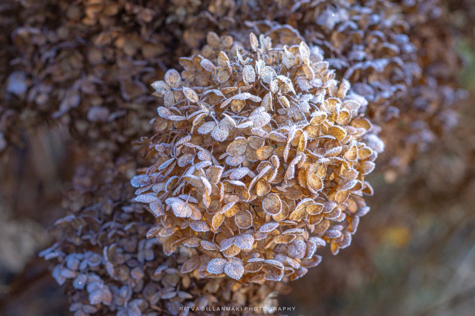 Frost: Nature’s Winter&nbsp;Masterpiece