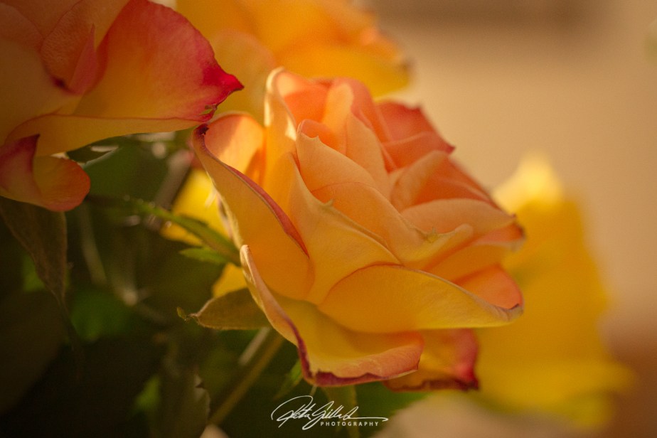 FOTD – yellow&nbsp;rose