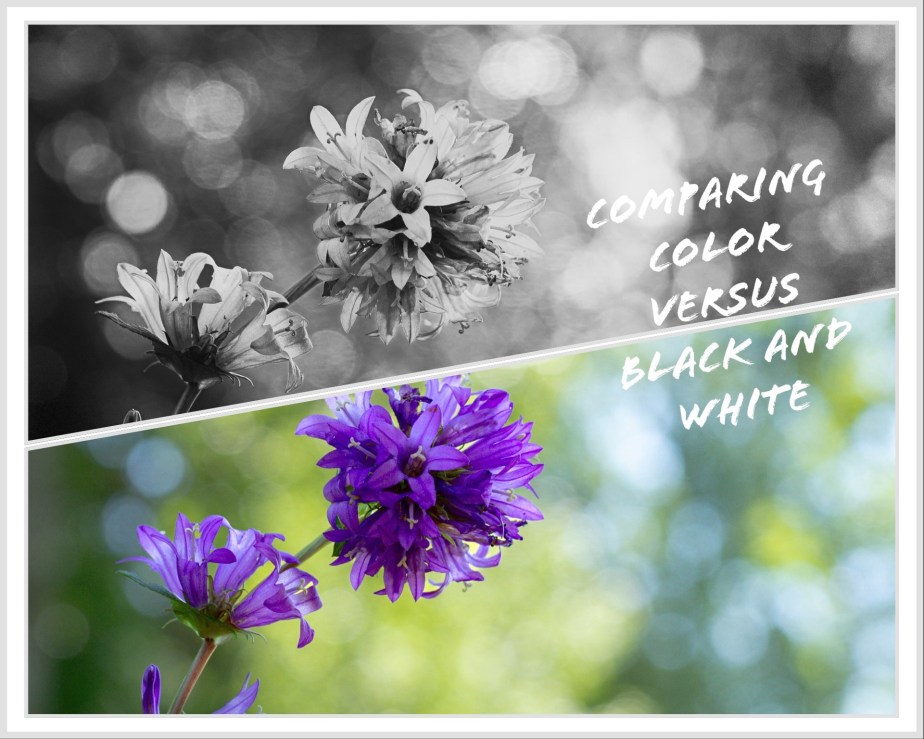 Lens-Artists Challenge #335: Exploring Color vs Black &&nbsp;White