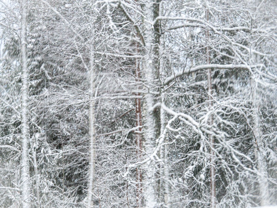 the  snow covered birch tree&nbsp;branches