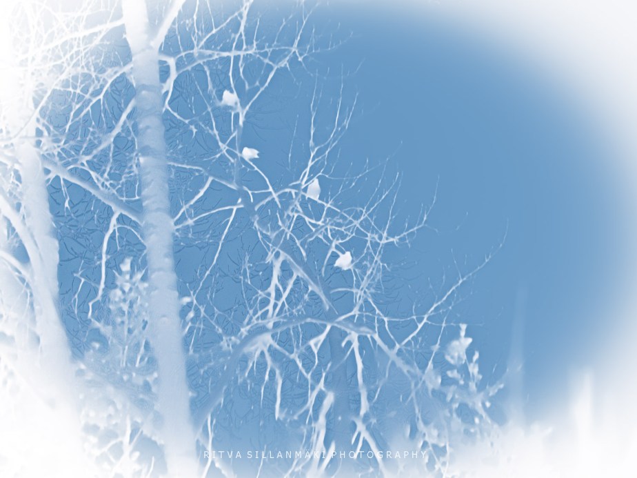 Minimalist take on Birds and&nbsp;Trees