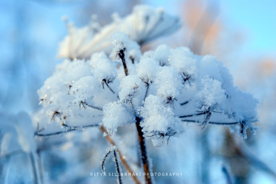 Snow flower – winter&nbsp;stickout