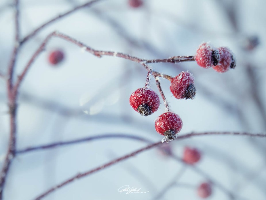 Red and white Frost covered&nbsp;berries