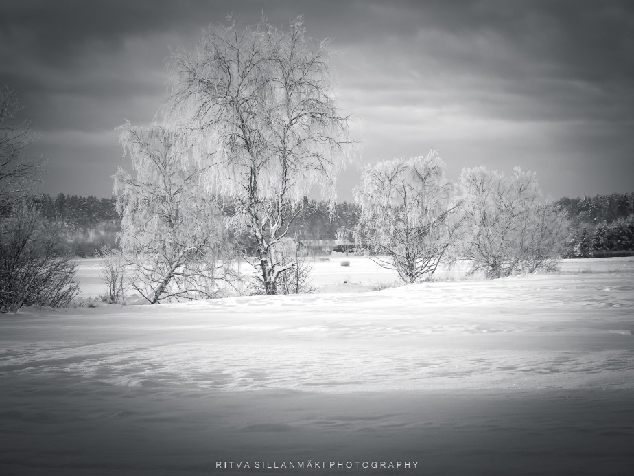 Monochrome winter