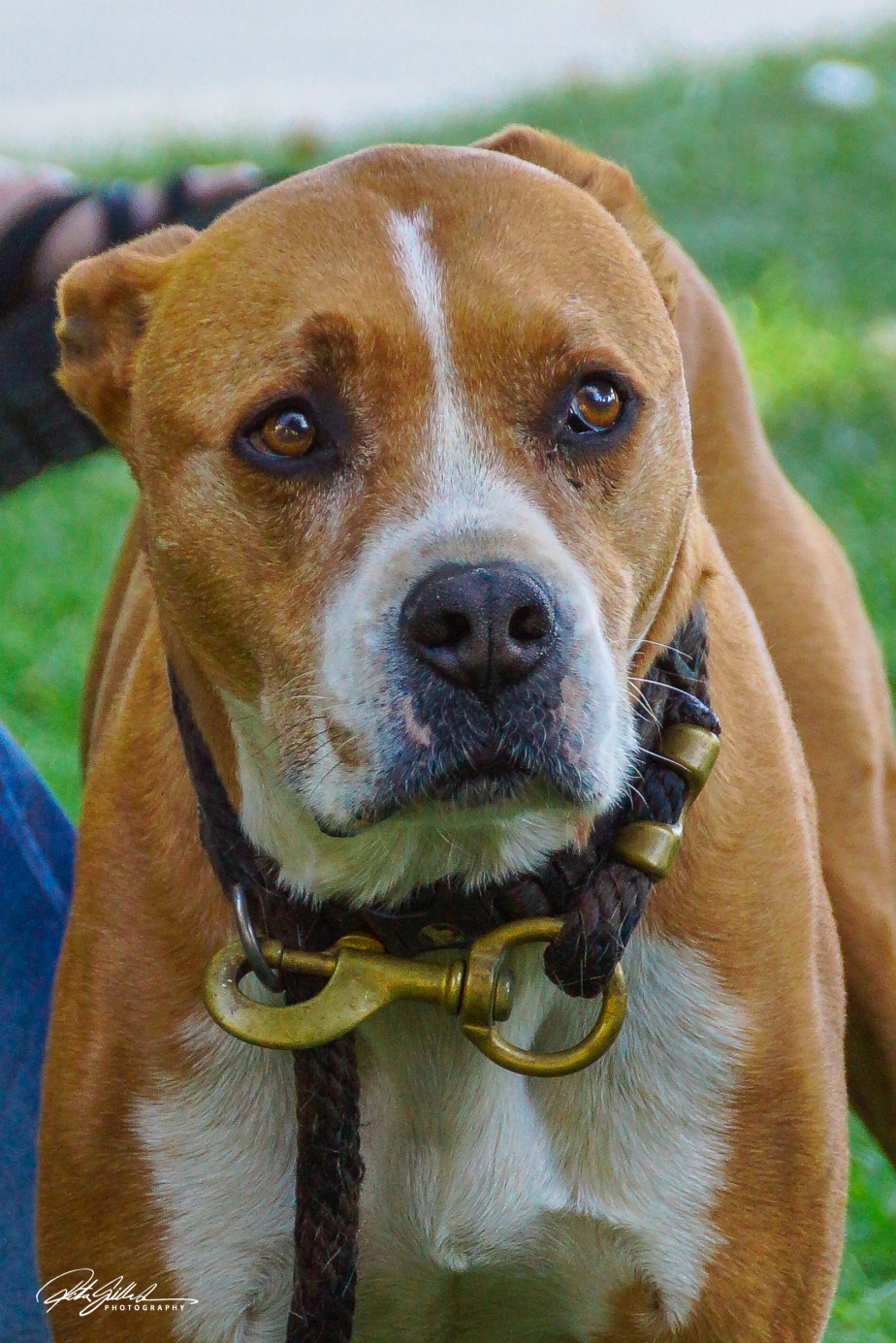 Lens-Artists Challenge #334 – Cats and&nbsp;Dogs