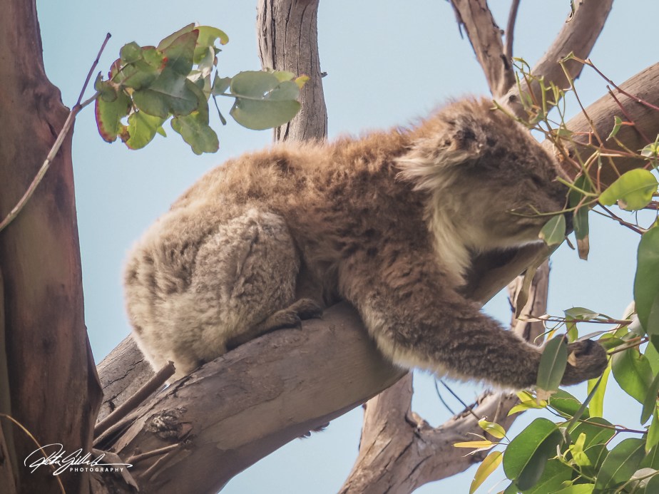 Lens-Artists Challenge #342 – It’s a Wild&nbsp;Life!