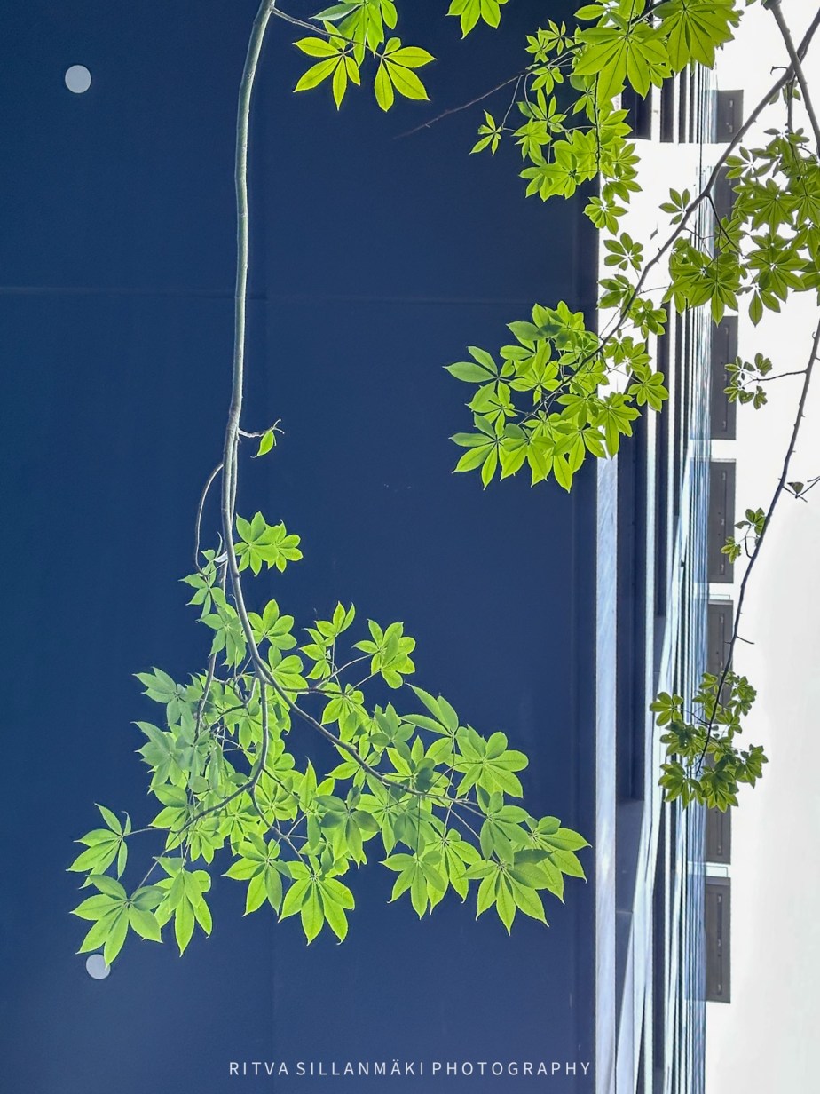 Under the green leaves&nbsp;🍃