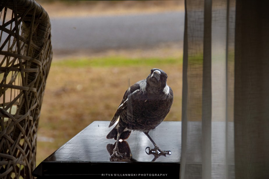 Fleurieu Peninsula #1