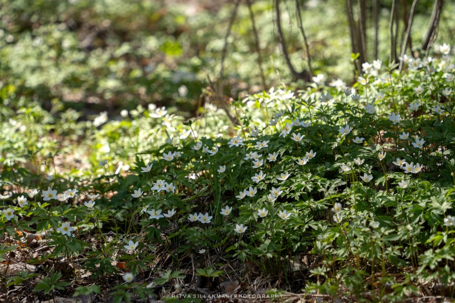 wood anemone basking in the&nbsp;sunlight