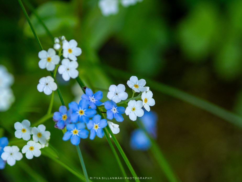 The Allure of&nbsp;Forget-Me-Nots