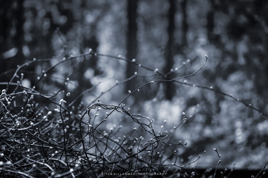 Focus on Spring&nbsp;Buds