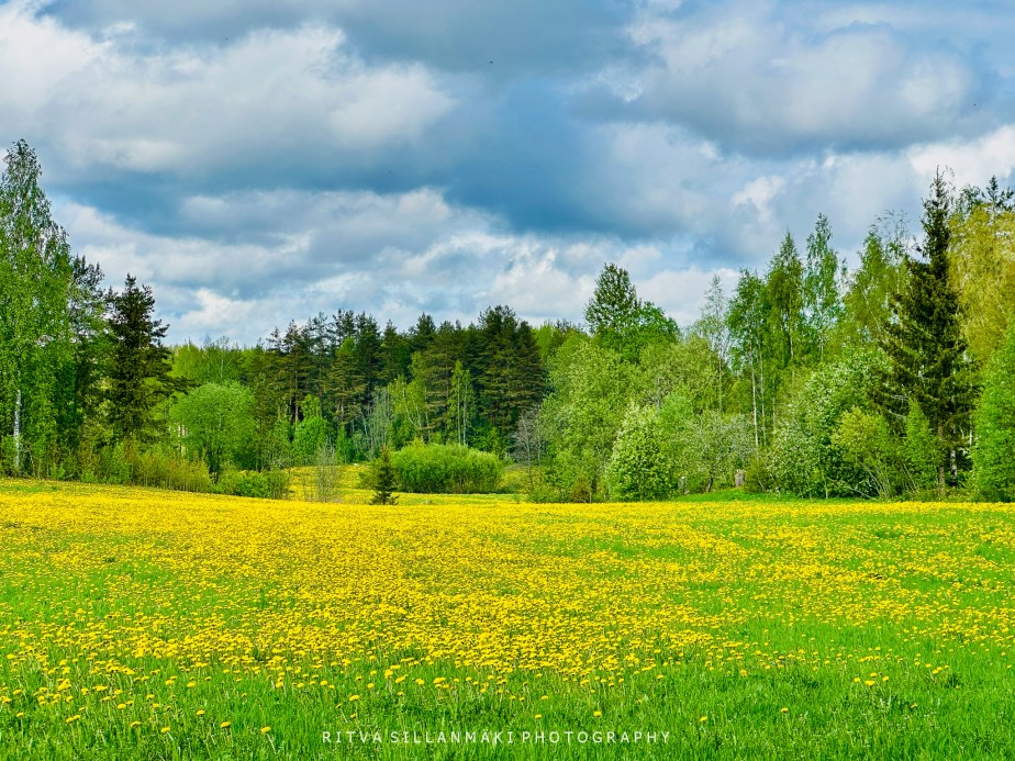 Vibrancy of Dandelions