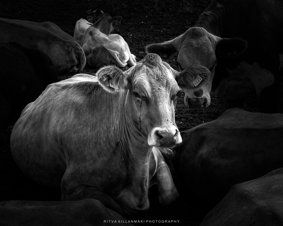 monochrome Madness –&nbsp;cows