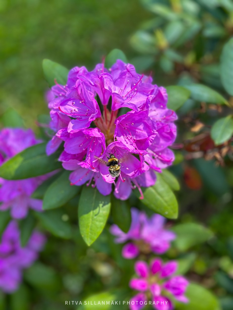 Rhododendron for Cellpic&nbsp;Sunday