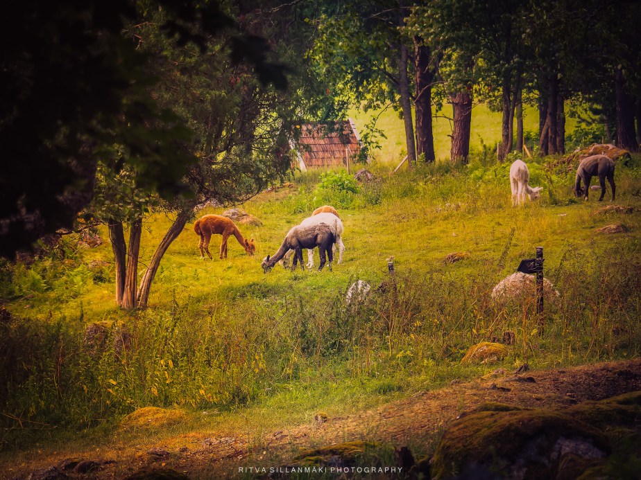 Lens-Artists Challenge #352 –&nbsp;Mellow