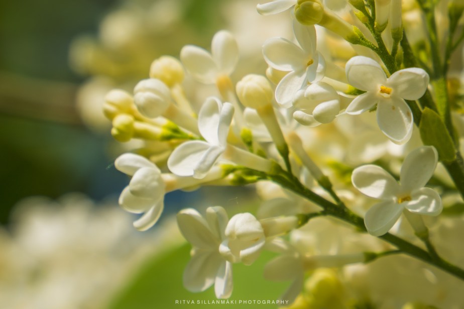 Loving the white flowers of&nbsp;summer