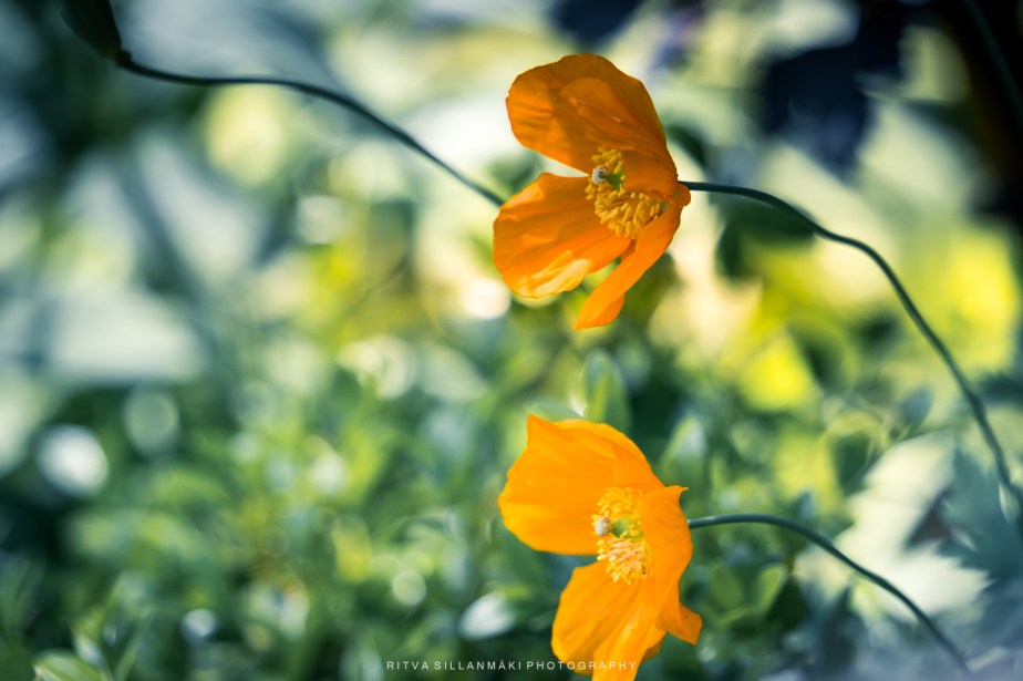 bright Poppy Blooms