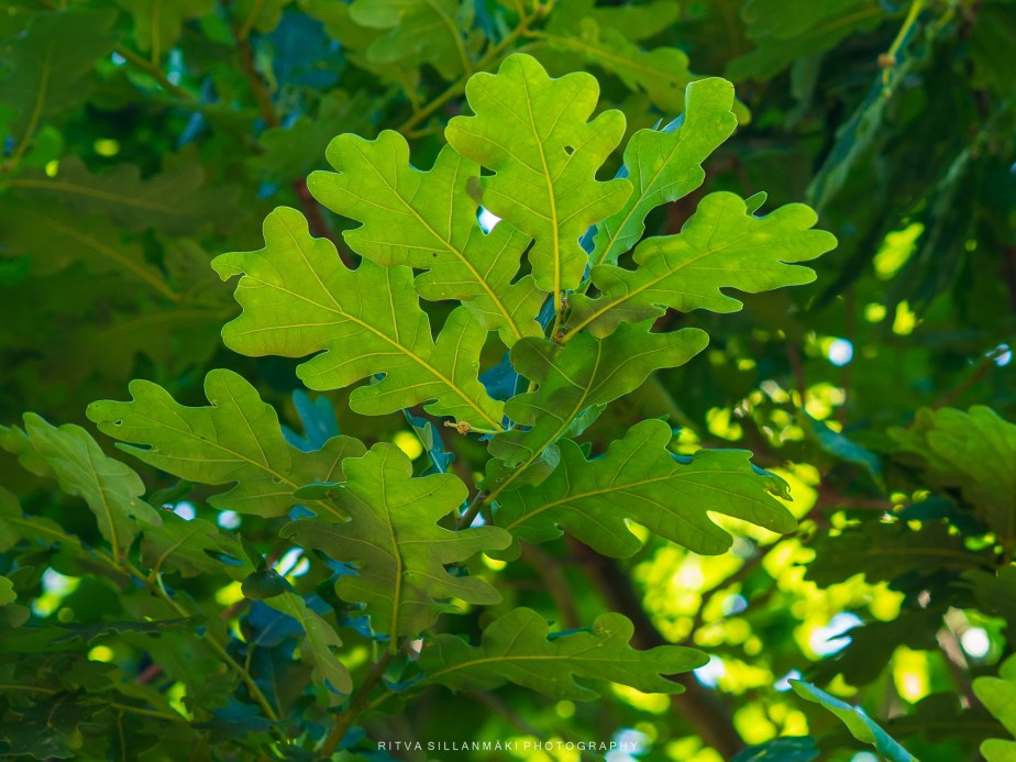 Monochrome Madness: Capturing Color&nbsp;Variations