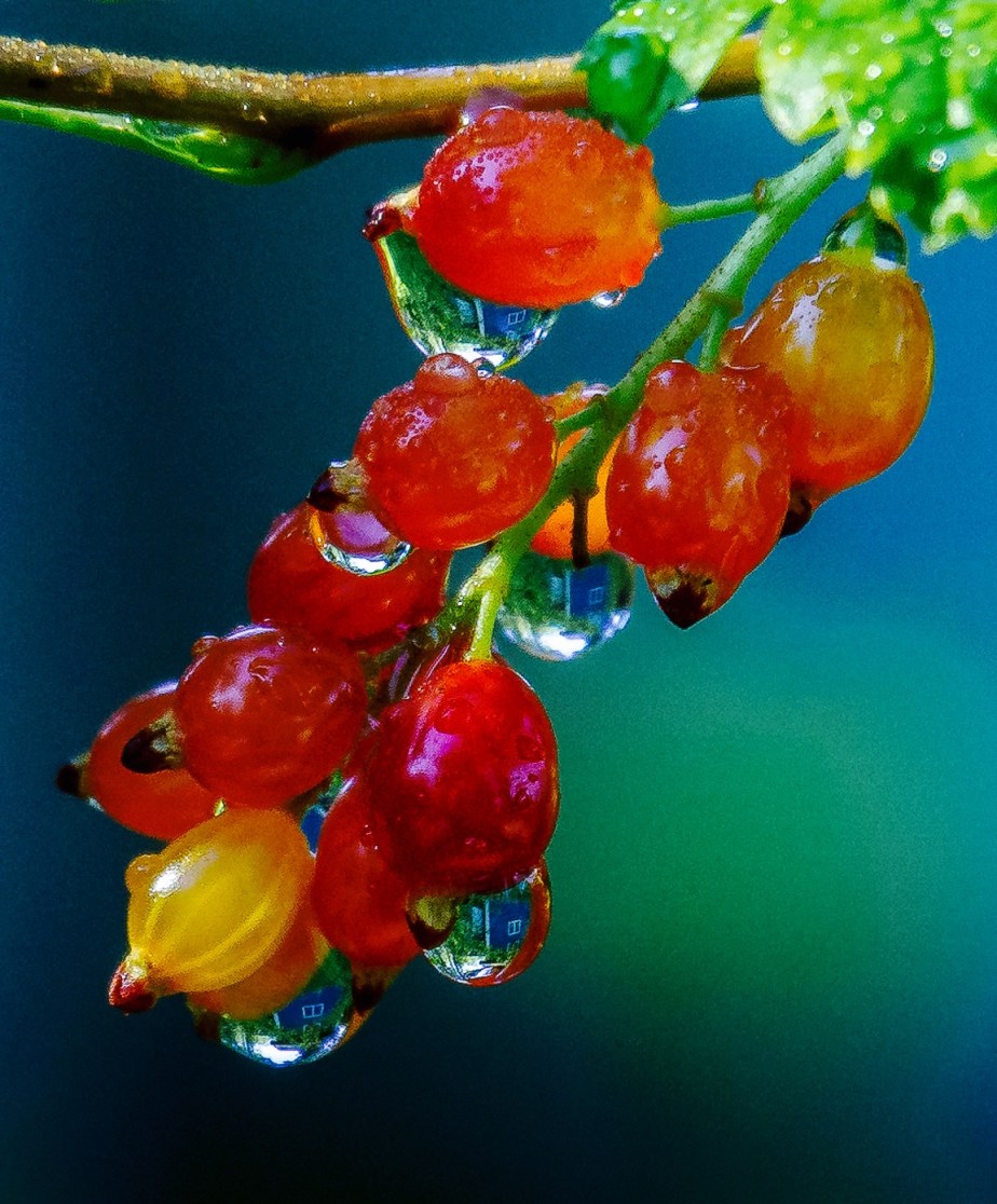 Simply Red currants