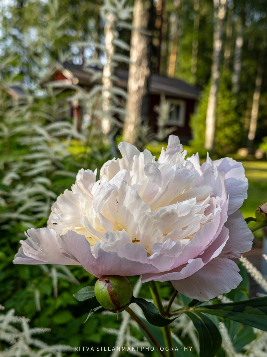 One of the loveliest summer&nbsp;flowers