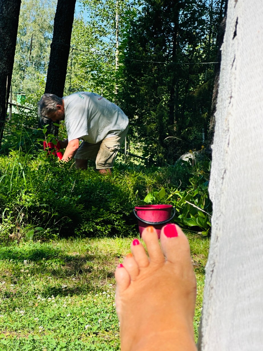 Simply Red- blueberry&nbsp;picking