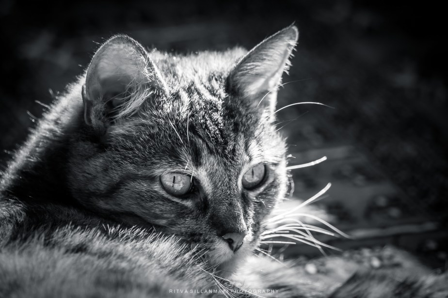 Monochrome madness –&nbsp;tinka