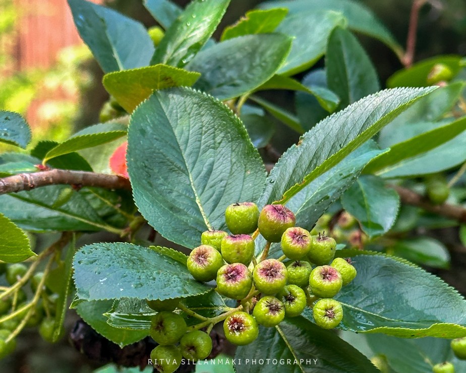 Capturing Black Chokeberry&nbsp;Beauty
