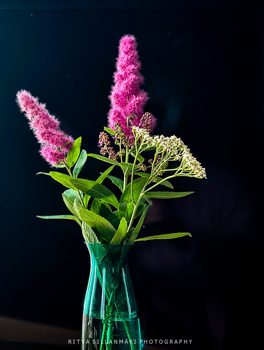 Still life – Spiraea&nbsp;billiardii