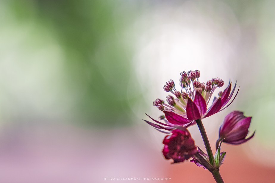 Floral Photography- One-to-Three&nbsp;Challenge