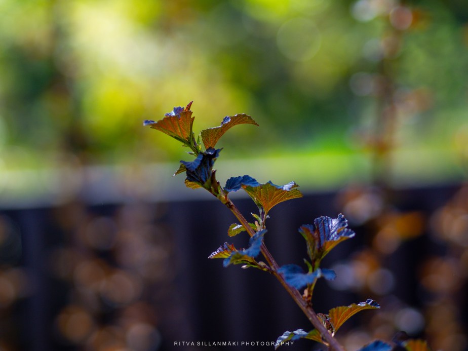 Just because: Tuesday&nbsp;garden