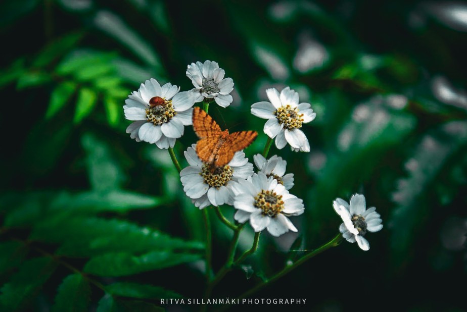 The Beauty of Flowers A memory of&nbsp;summer