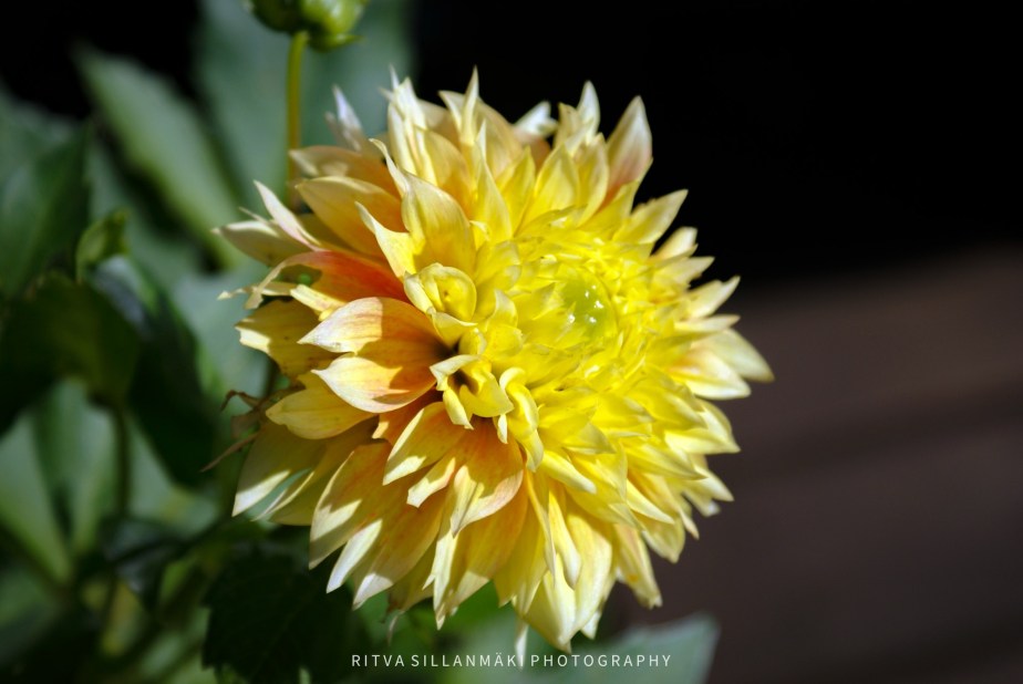 The Intricate Beauty of&nbsp;dahlia