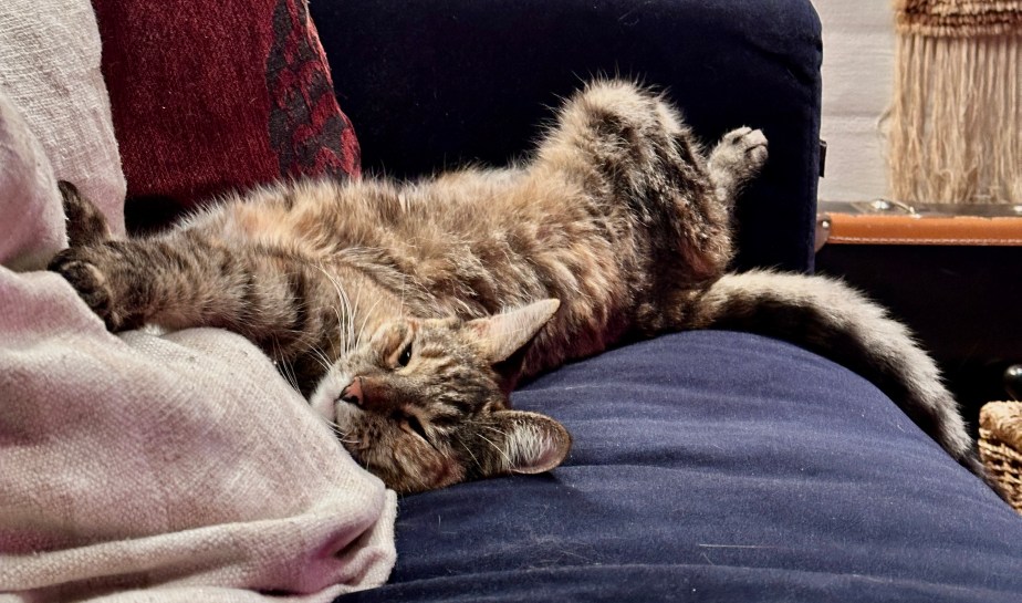 Cellpic sunday –&nbsp;tired