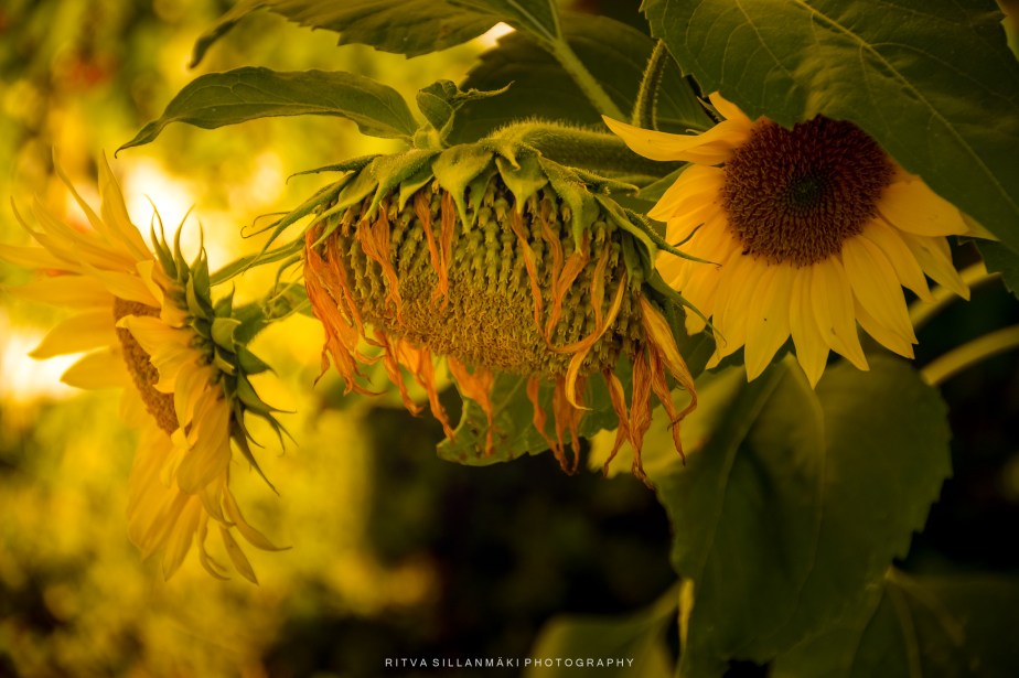 the Decay of&nbsp;Sunflowers