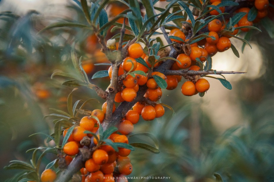 Sea Buckthorn is a Superfruit You Should Know&nbsp;About
