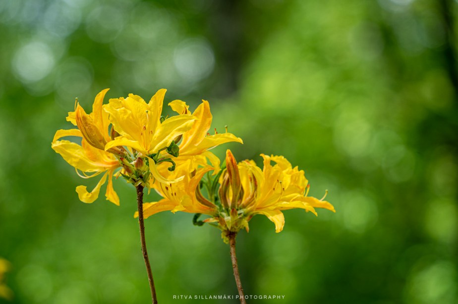 Vibrant Yellow and Orange Floral&nbsp;Photography