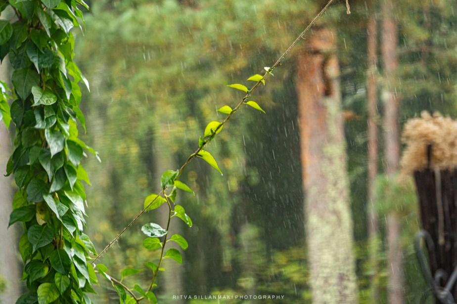 the Serenity of September&nbsp;Rain