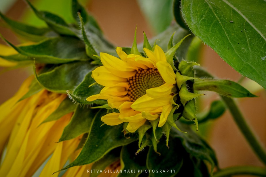 Sunflowers symbol of Positivity and&nbsp;Joy