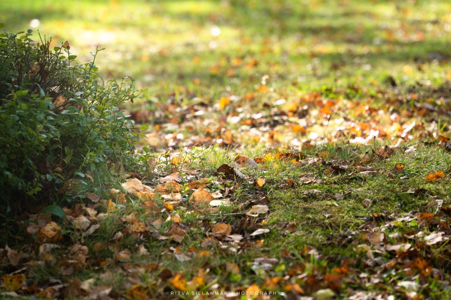 Nature’s Colorful Transformation