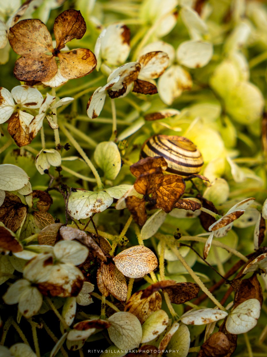 Mood board with Soft Floral&nbsp;Hues