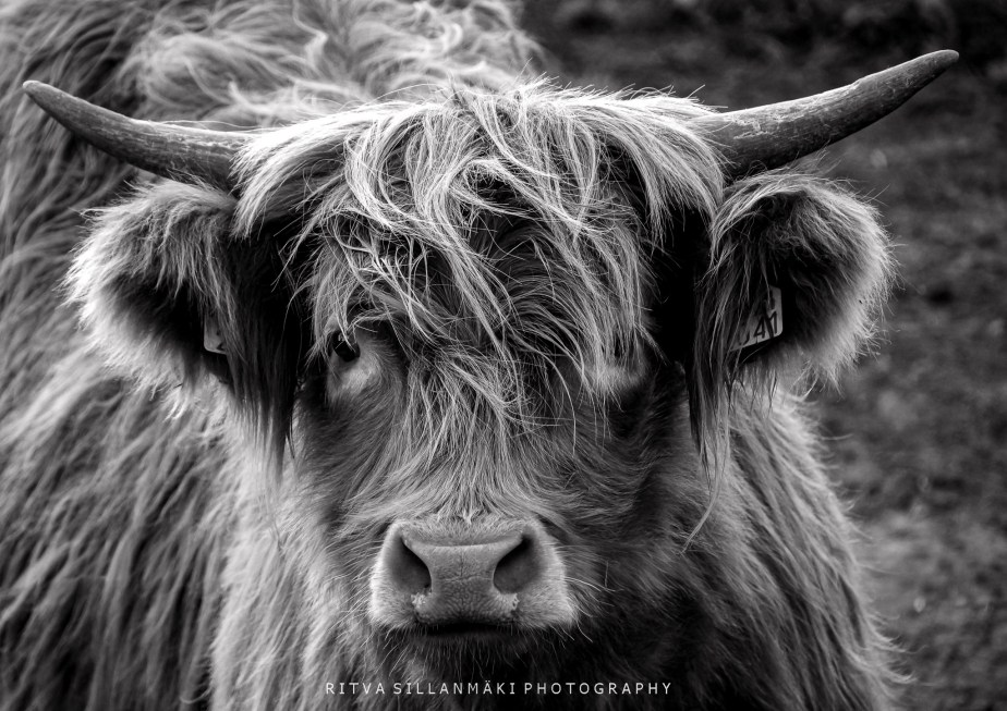 Charming Farm Animals