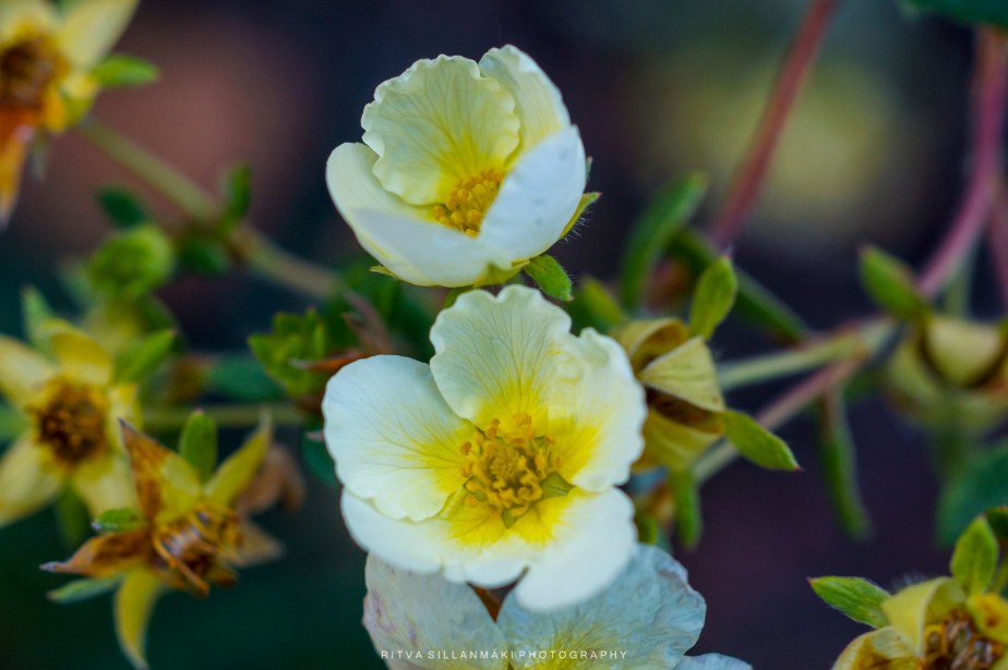  shrubby cinquefoil 