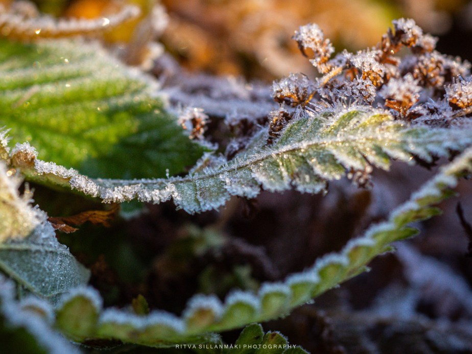 The Beauty of Frosted Ferns in&nbsp;Fall