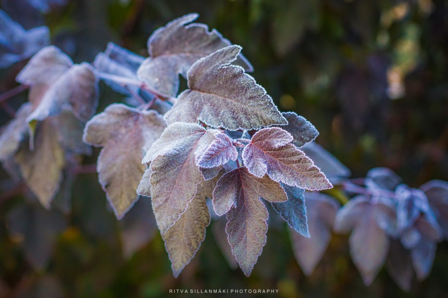 MAcro Monday – Frosted Leaves in Morning&nbsp;Light